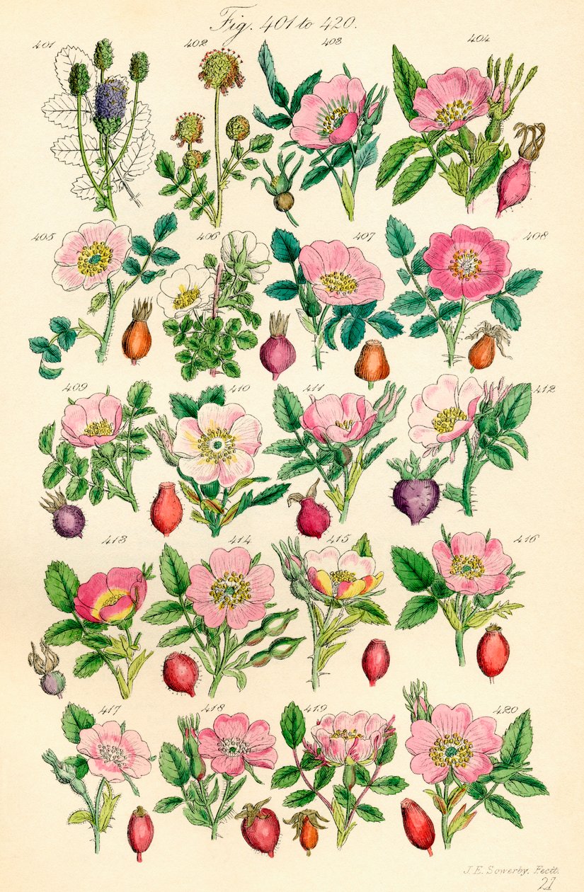 Page of Colour Illustrations from British Wild Flowers (after a work by J. E. Sowerby and C. P. Johnson) by J. E. and Johnson C. P.  Sowerby
