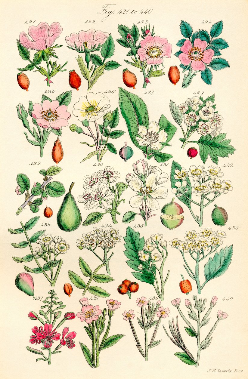 Page of Colour Illustrations from British Wild Flowers (after a work by J. E. Sowerby and C. P. Johnson) by J. E. and Johnson C. P.  Sowerby
