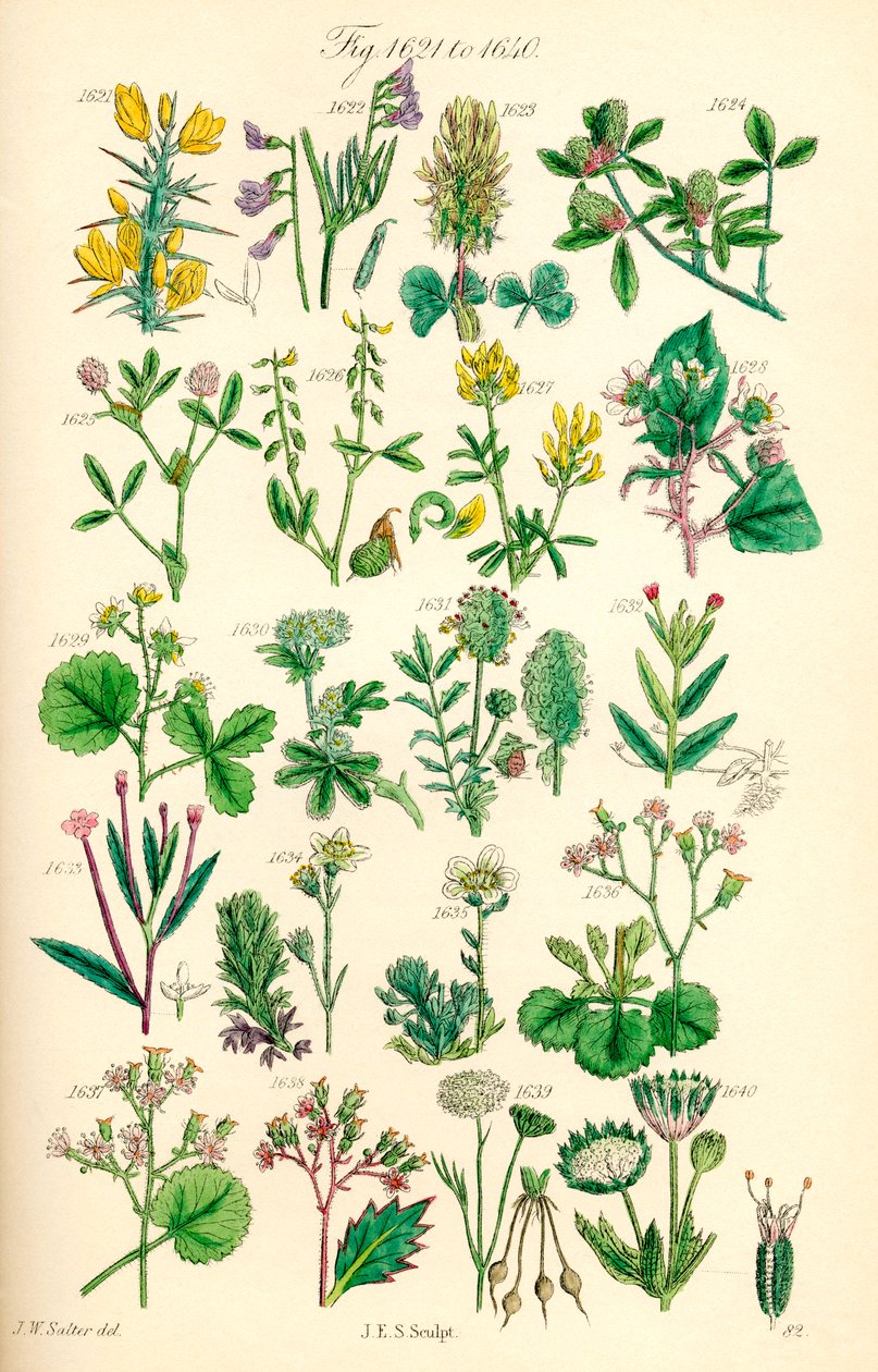 Page of Colour Illustrations from British Wild Flowers by J. E. and Johnson C. P.  Sowerby