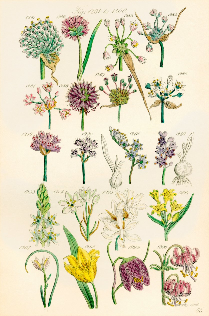 Page of Colour Illustrations from British Wild Flowers