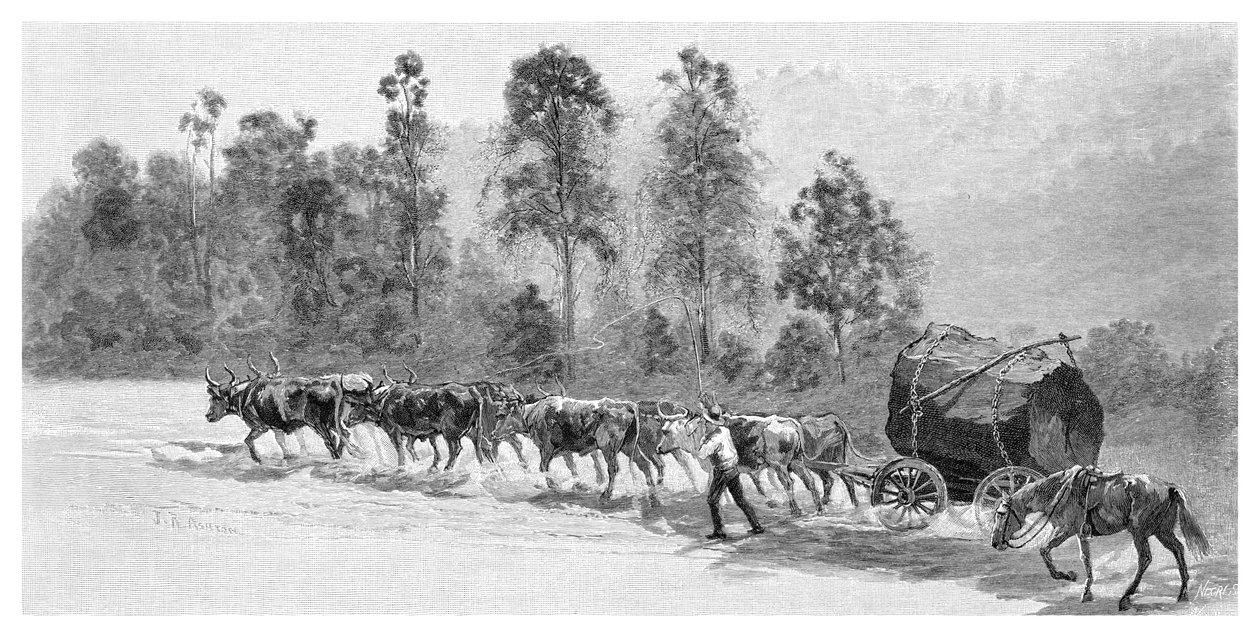 Cedar-getting on the Richmond River, New South Wales, Australia, 1886 by J. R. Ashton