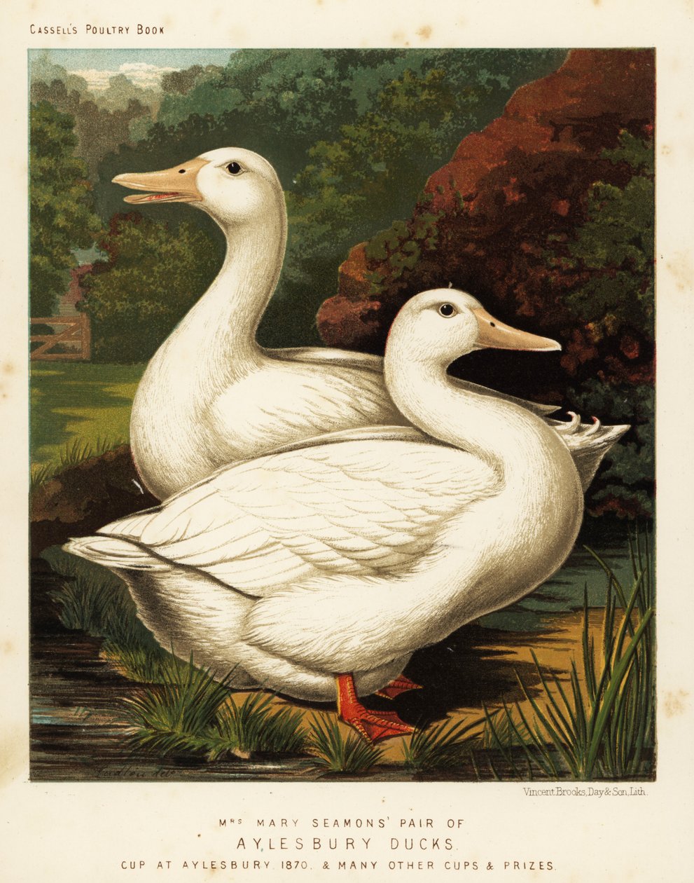 Aylesbury ducks by J. W. (after) Ludlow