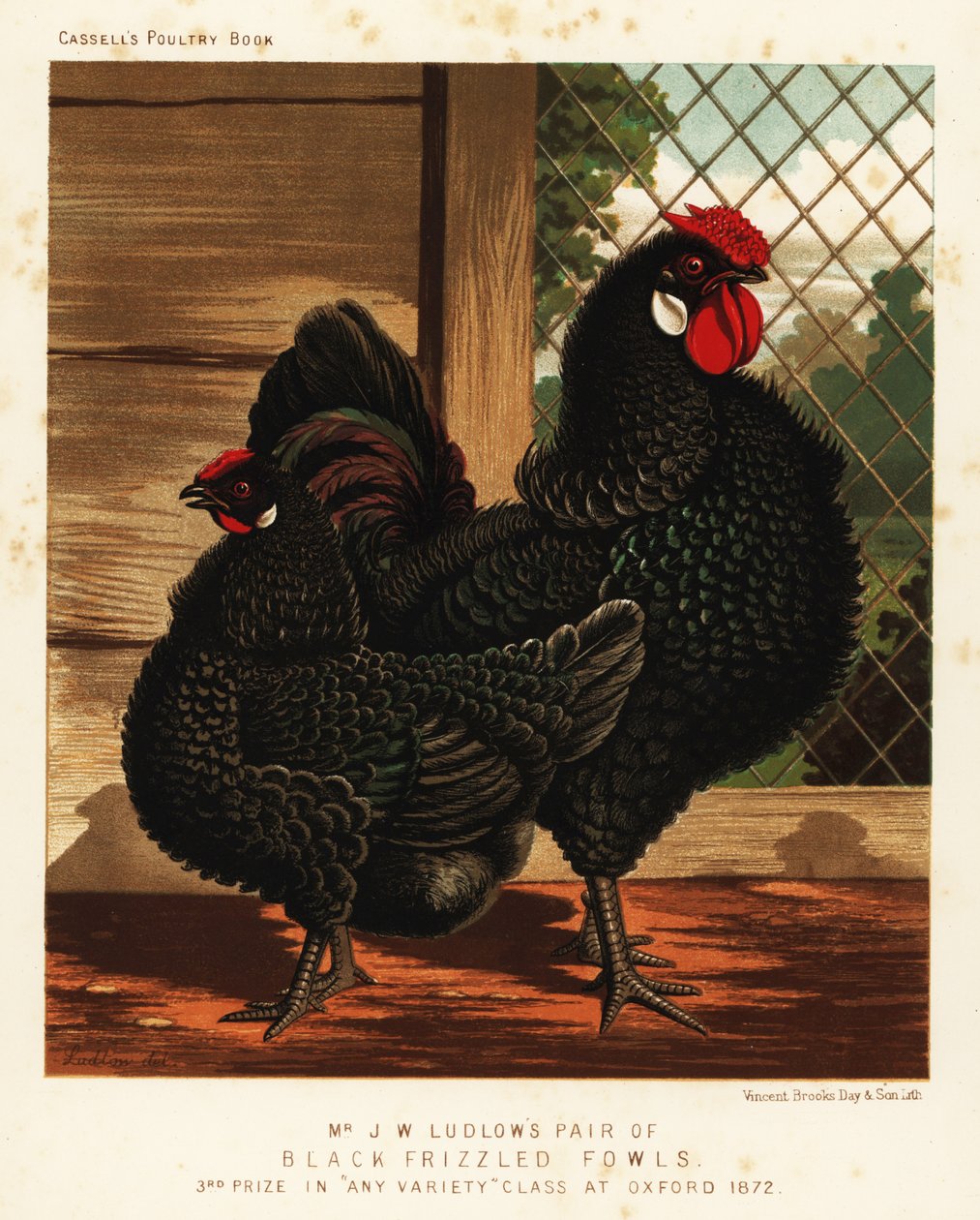 Black frizzled fowl, cock and hen by J. W. (after) Ludlow