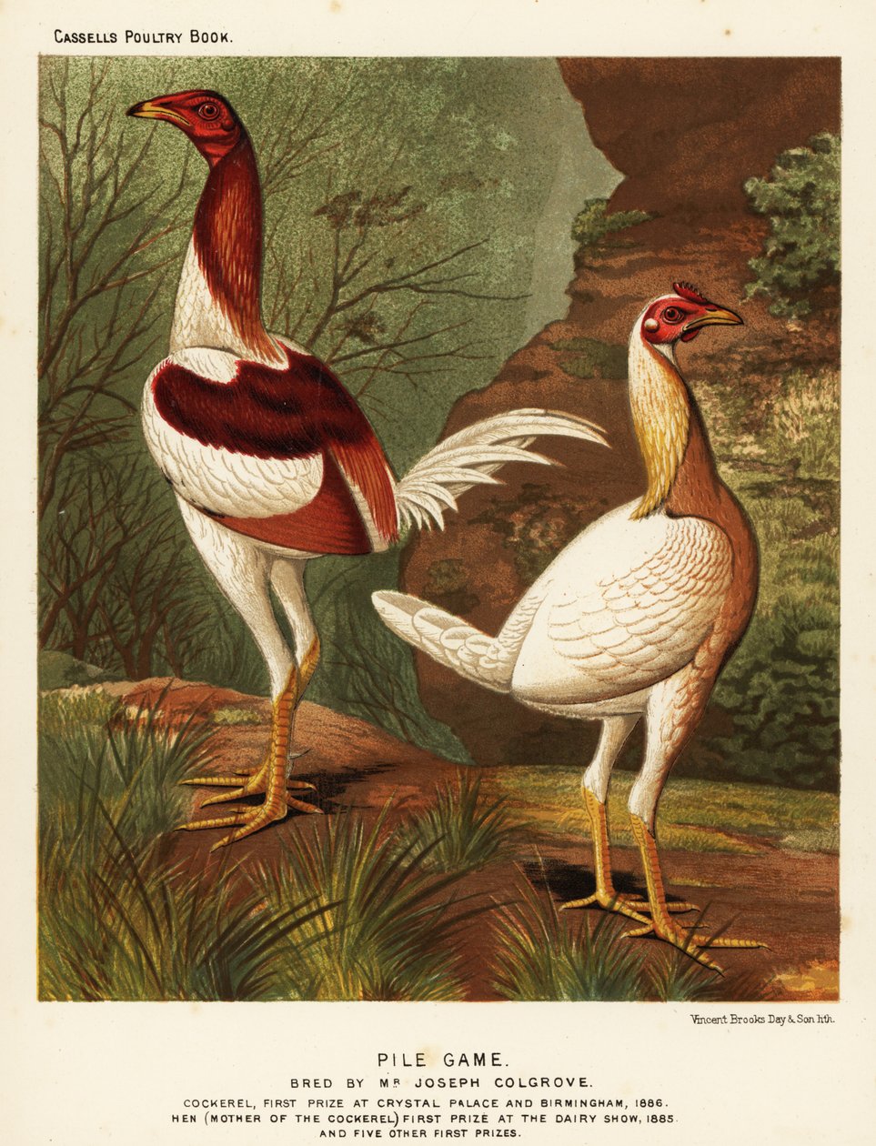 Pile game, cock and hen by J. W. (after) Ludlow