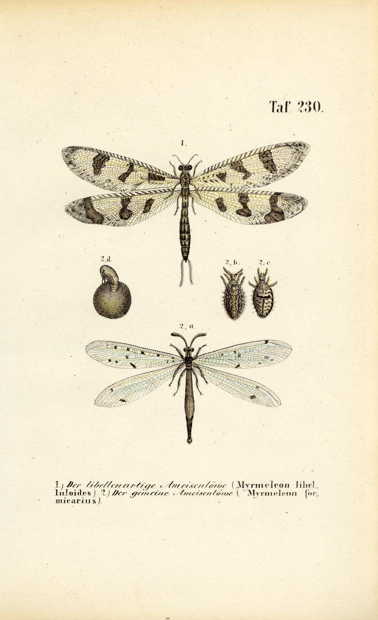 Antlions and Their Developmental Stages by J. W. Tenhaeff