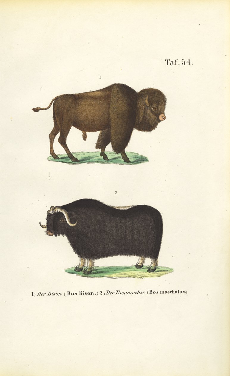 Bison and Muskox by J. W. Tenhaeff