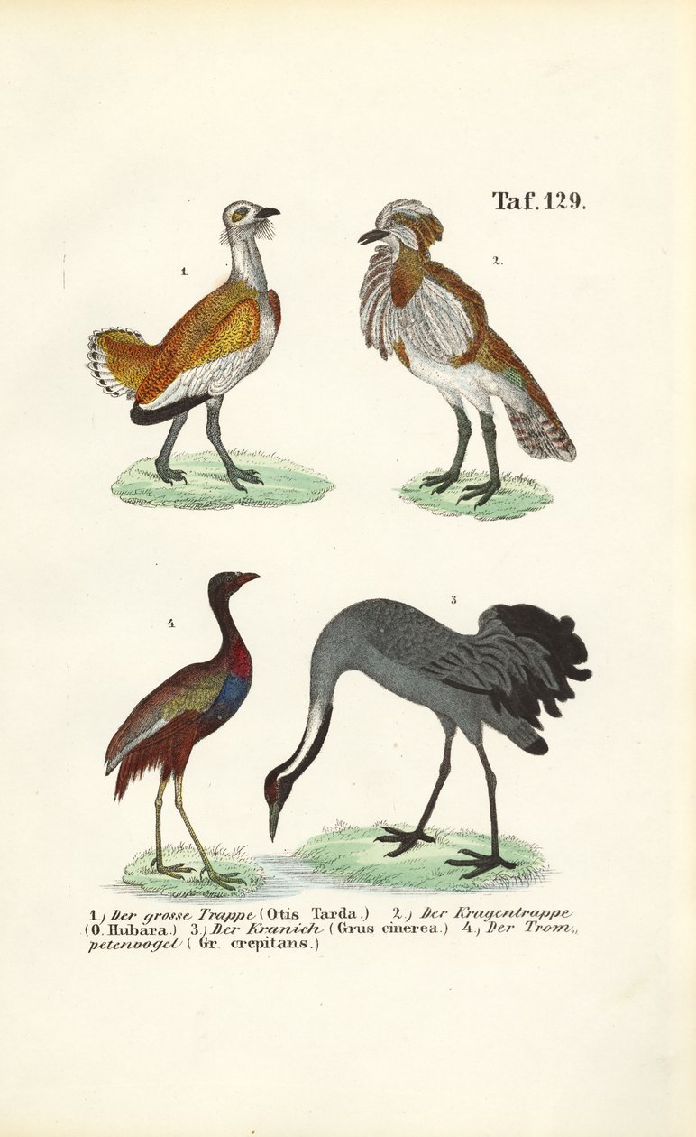 Bustards and Cranes by J. W. Tenhaeff