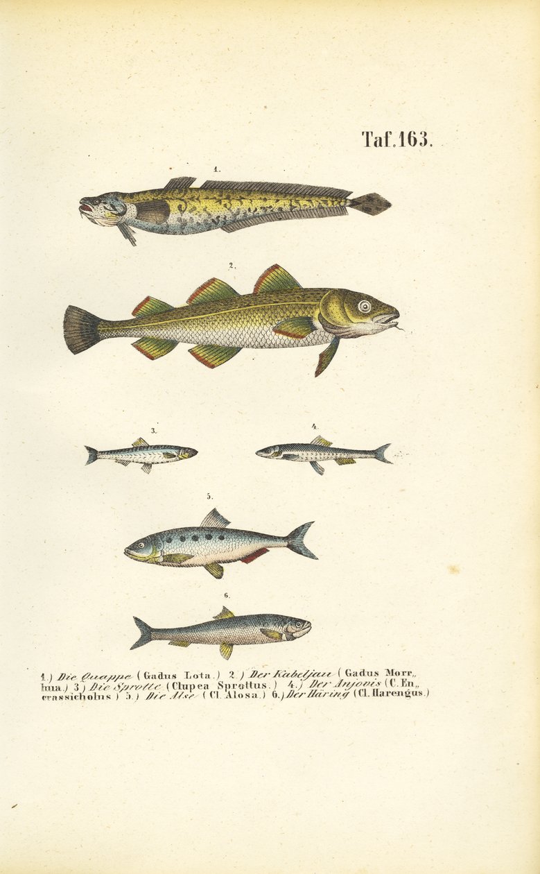 Commercial Fish from the Cod and Herring Families by J. W. Tenhaeff