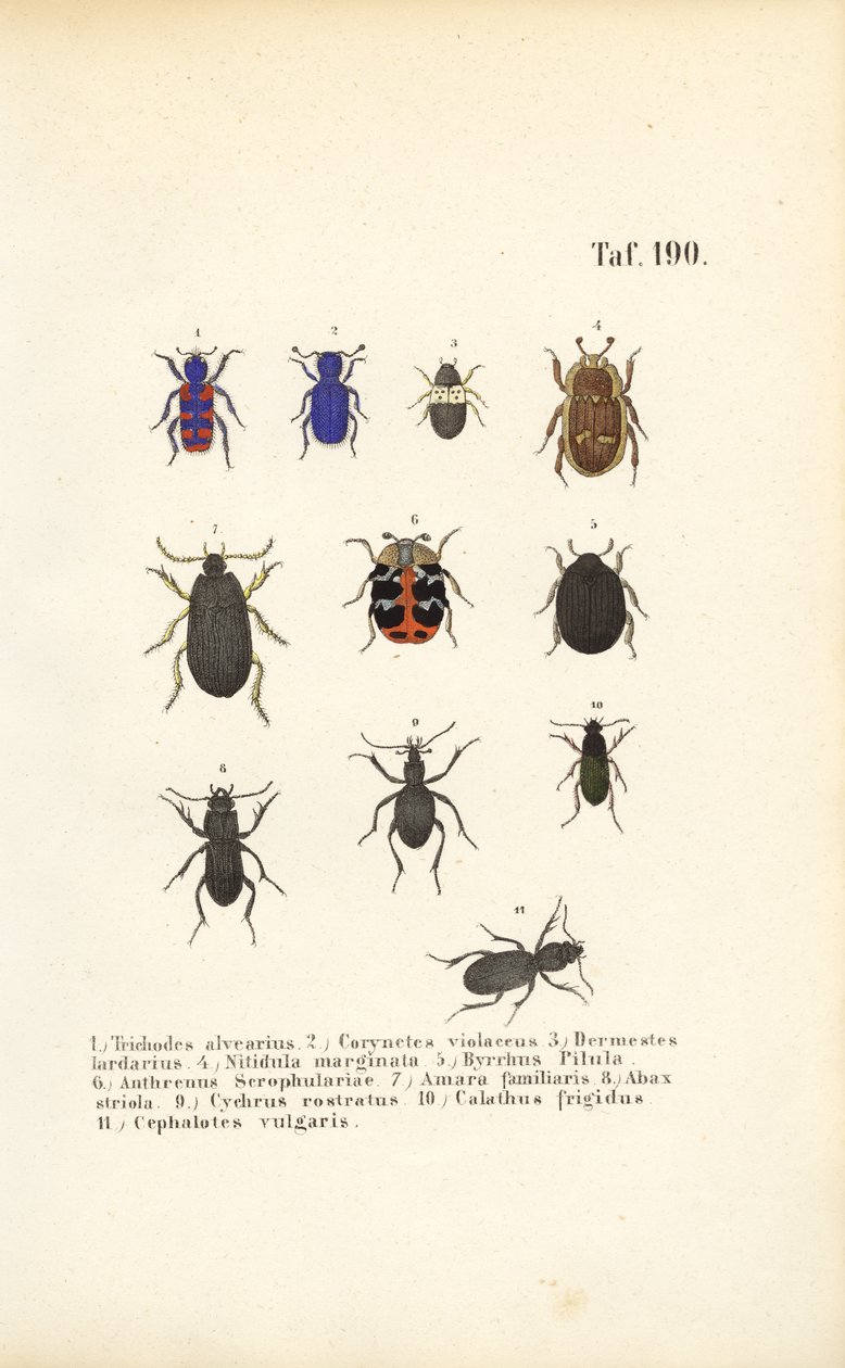 Diversity of European Beetle Species by J. W. Tenhaeff