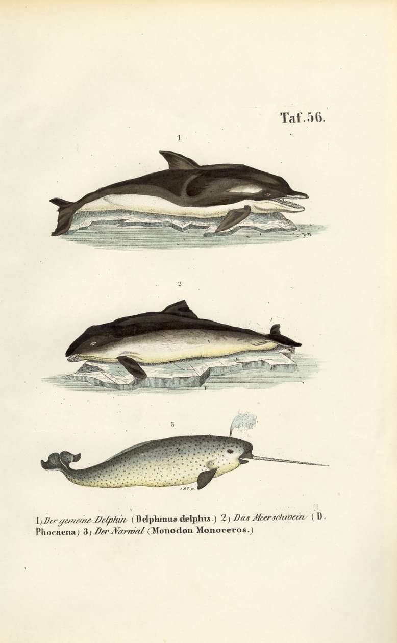 Dolphins and Narwhal by J. W. Tenhaeff