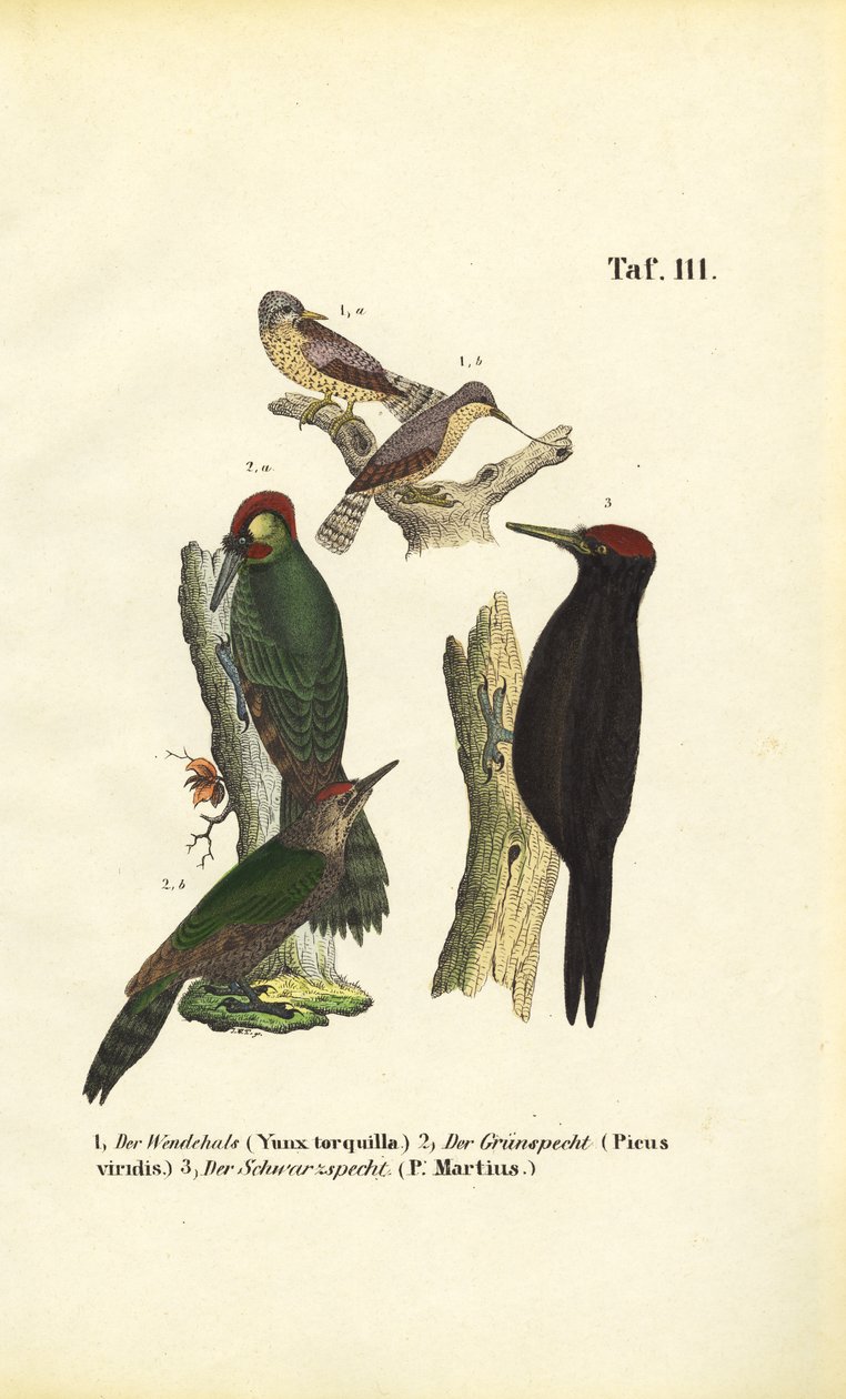 Eurasian Wryneck, European Green Woodpecker and Black Woodpecker by J. W. Tenhaeff