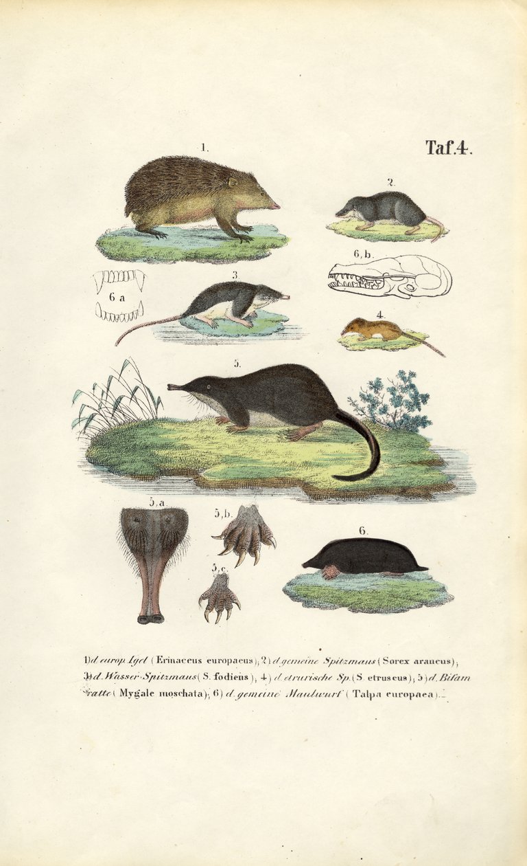 European Insectivores: Hedgehog, Shrews and Mole by J. W. Tenhaeff