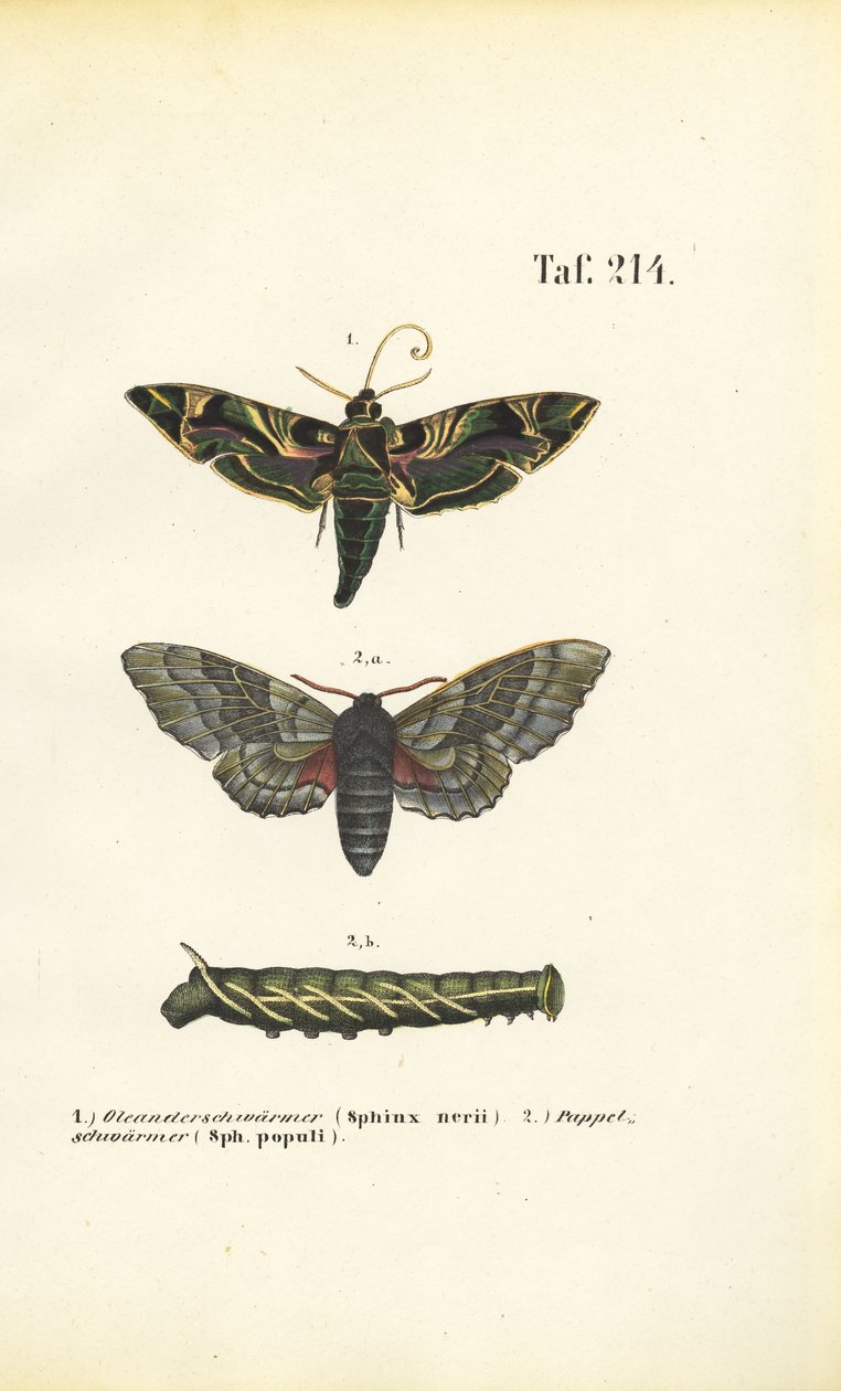 Exotic and Native Hawk Moths by J. W. Tenhaeff