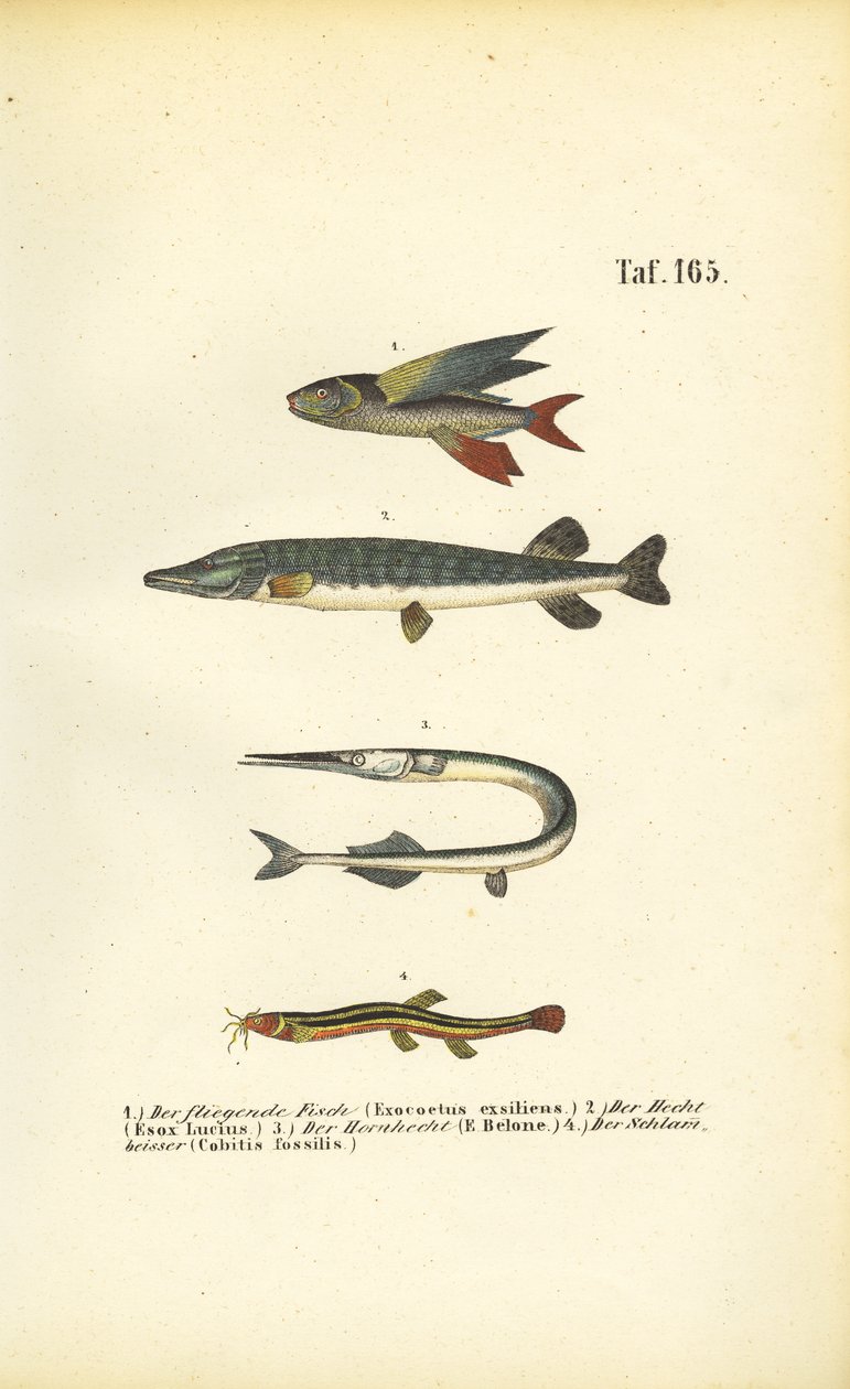 Flying Fish, Pike and Loach by J. W. Tenhaeff