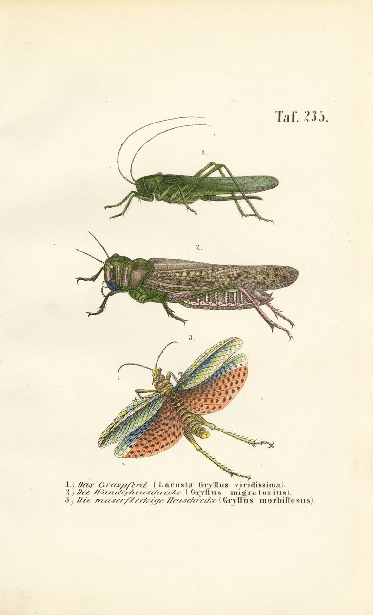 Great Green Bush-cricket, Migratory Locust and Red-winged Grasshopper by J. W. Tenhaeff