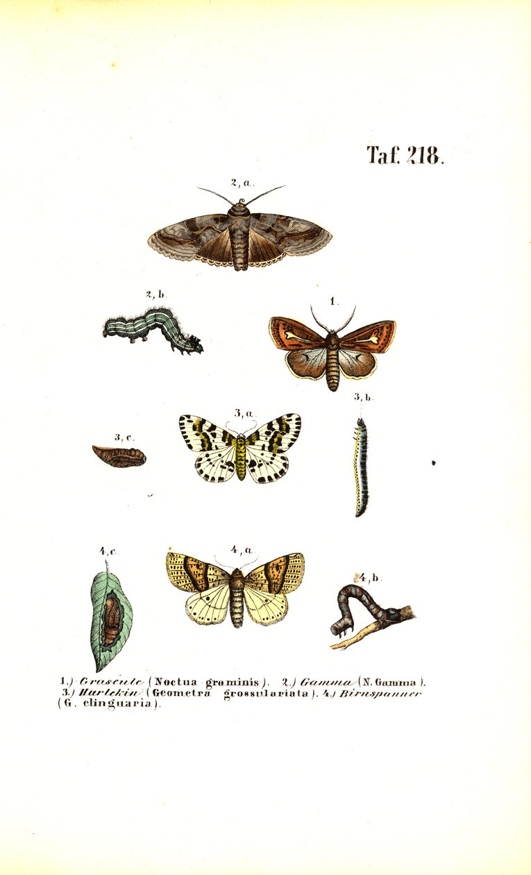Harmful Moths and Their Developmental Stages by J. W. Tenhaeff