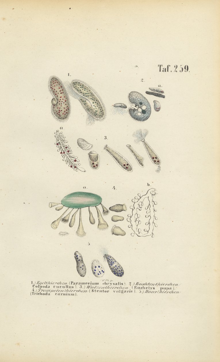 Infusoria: Paramecium, Stentor and Other Ciliates by J. W. Tenhaeff
