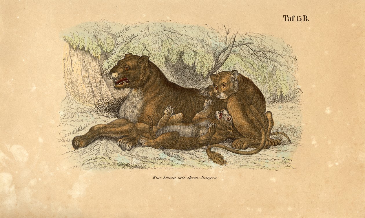 Lioness with Her Cubs by J. W. Tenhaeff