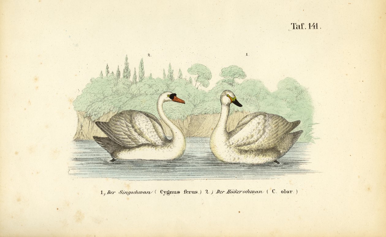 Mute Swan and Whooper Swan by J. W. Tenhaeff