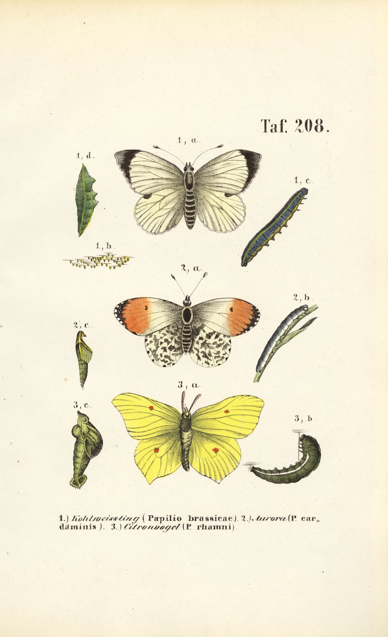 Native Butterflies with Their Developmental Stages
