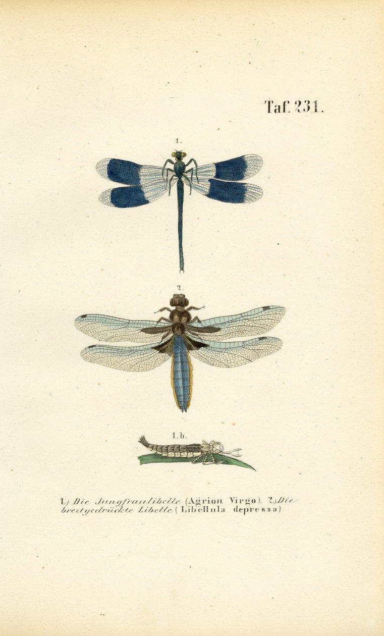 Native Dragonfly Species with Larval Development by J. W. Tenhaeff