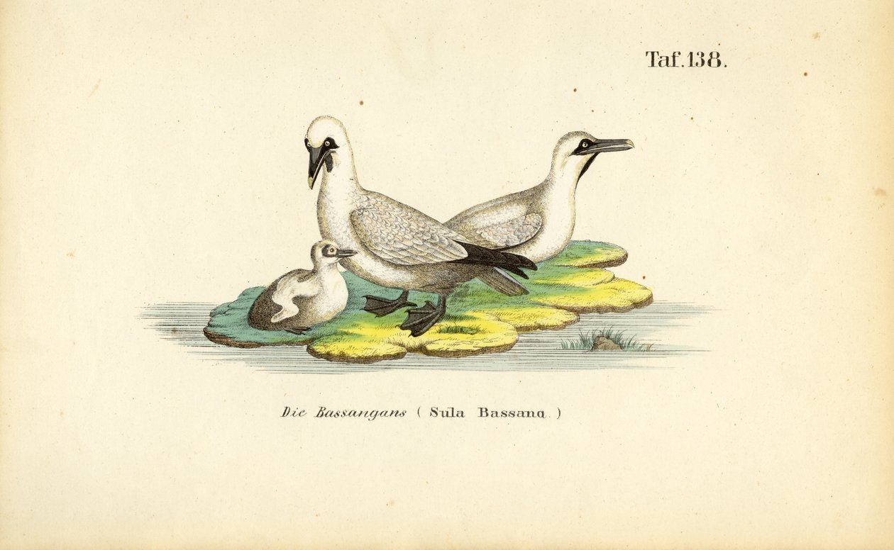 Northern Gannet with Juvenile by J. W. Tenhaeff