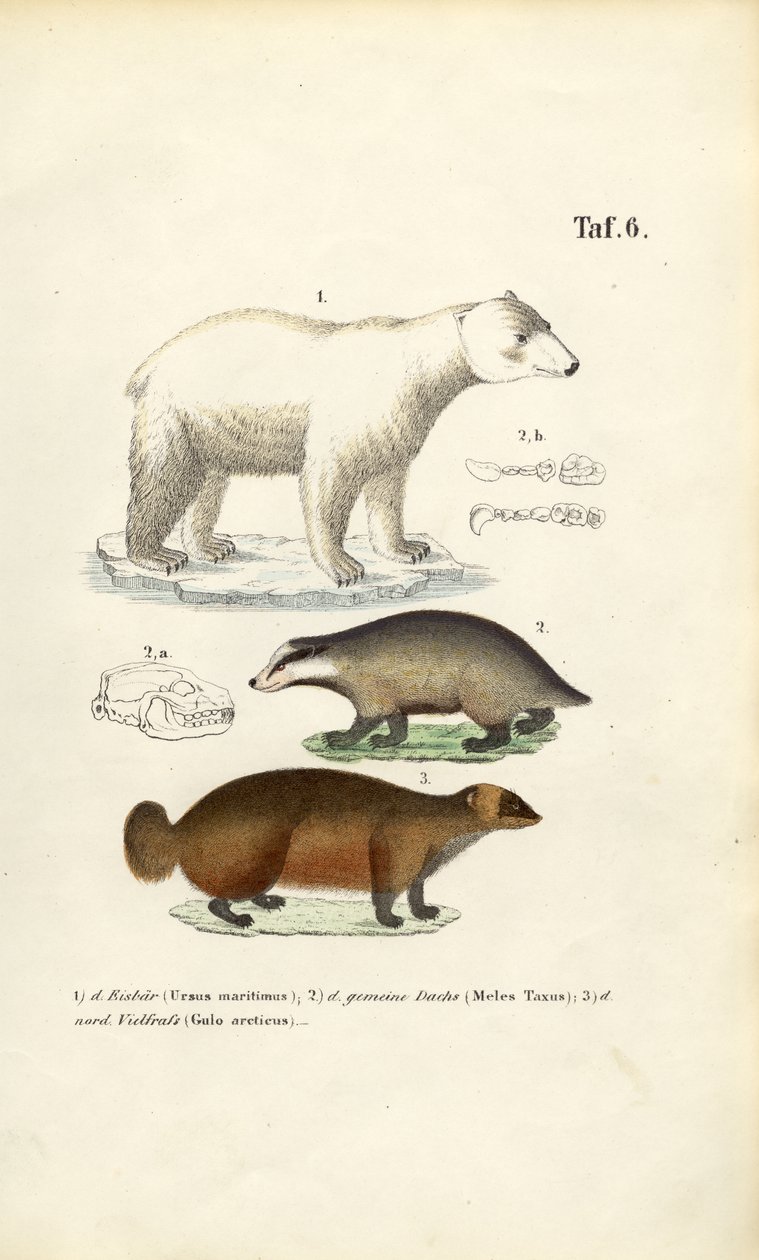 Polar Bear, Badger and Wolverine with Anatomical Details by J. W. Tenhaeff