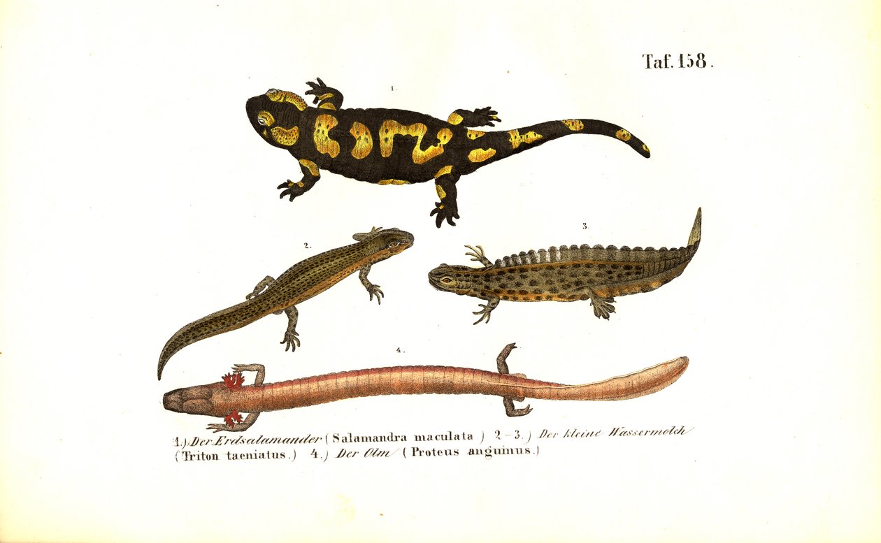 Salamanders and Newts in Various Developmental Forms by J. W. Tenhaeff