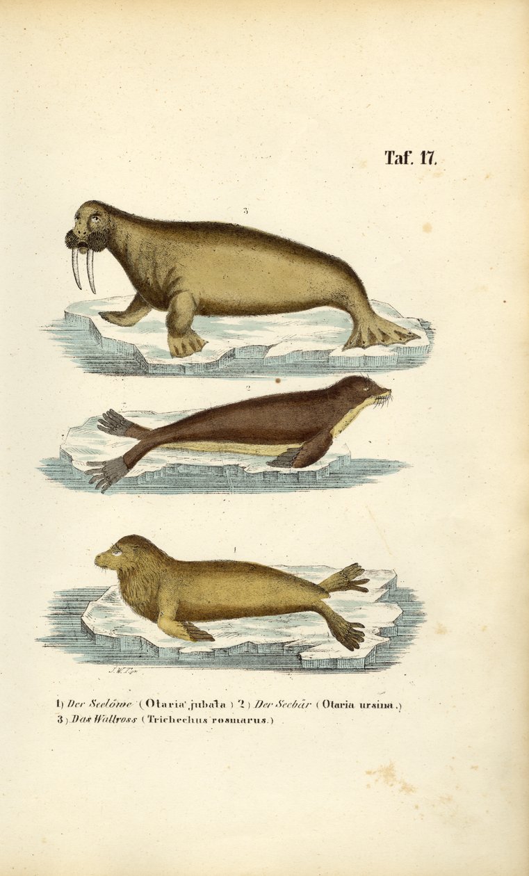 Sea Lion, Fur Seal and Walrus by J. W. Tenhaeff