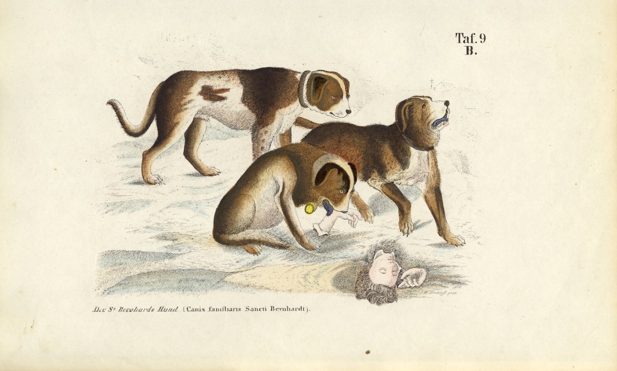 St. Bernard Dogs During Rescue by J. W. Tenhaeff