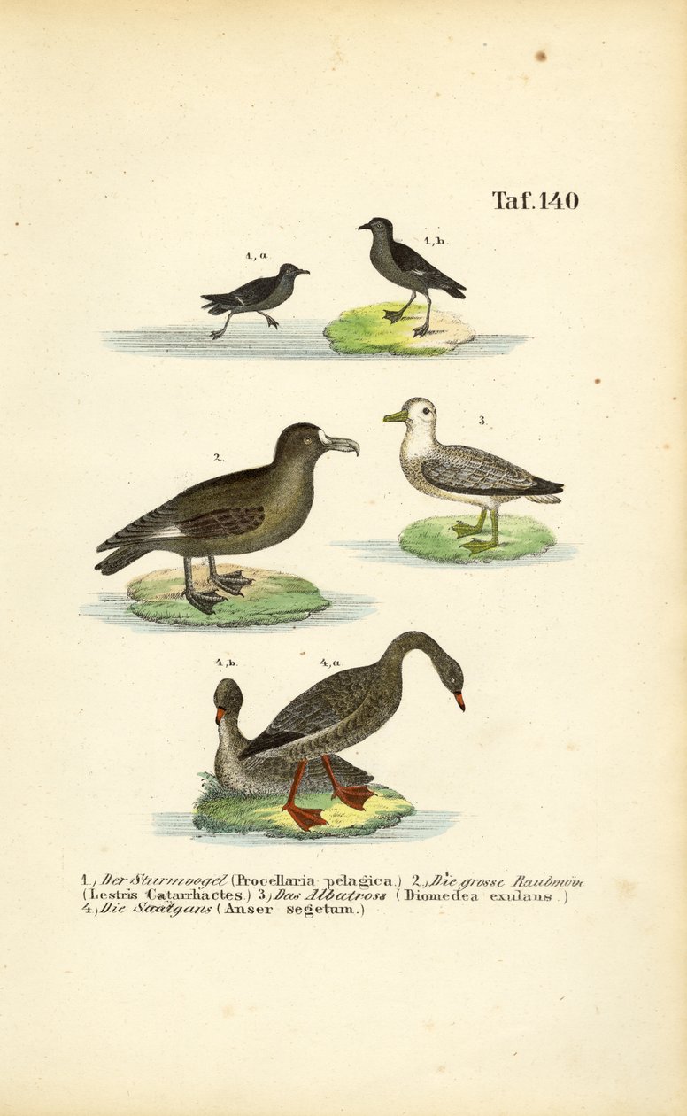 Storm Petrel, Great Skua, Albatross and Bean Goose by J. W. Tenhaeff