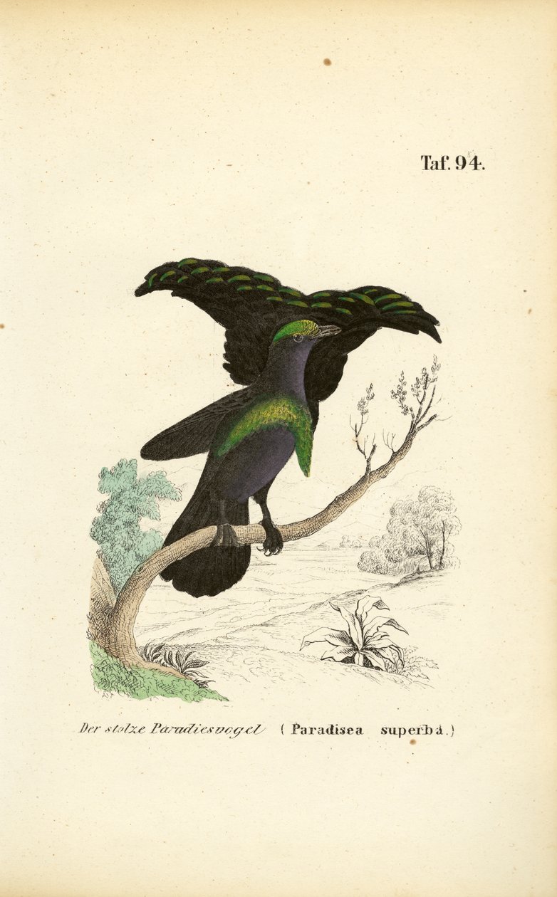 The Superb Bird-of-Paradise by J. W. Tenhaeff