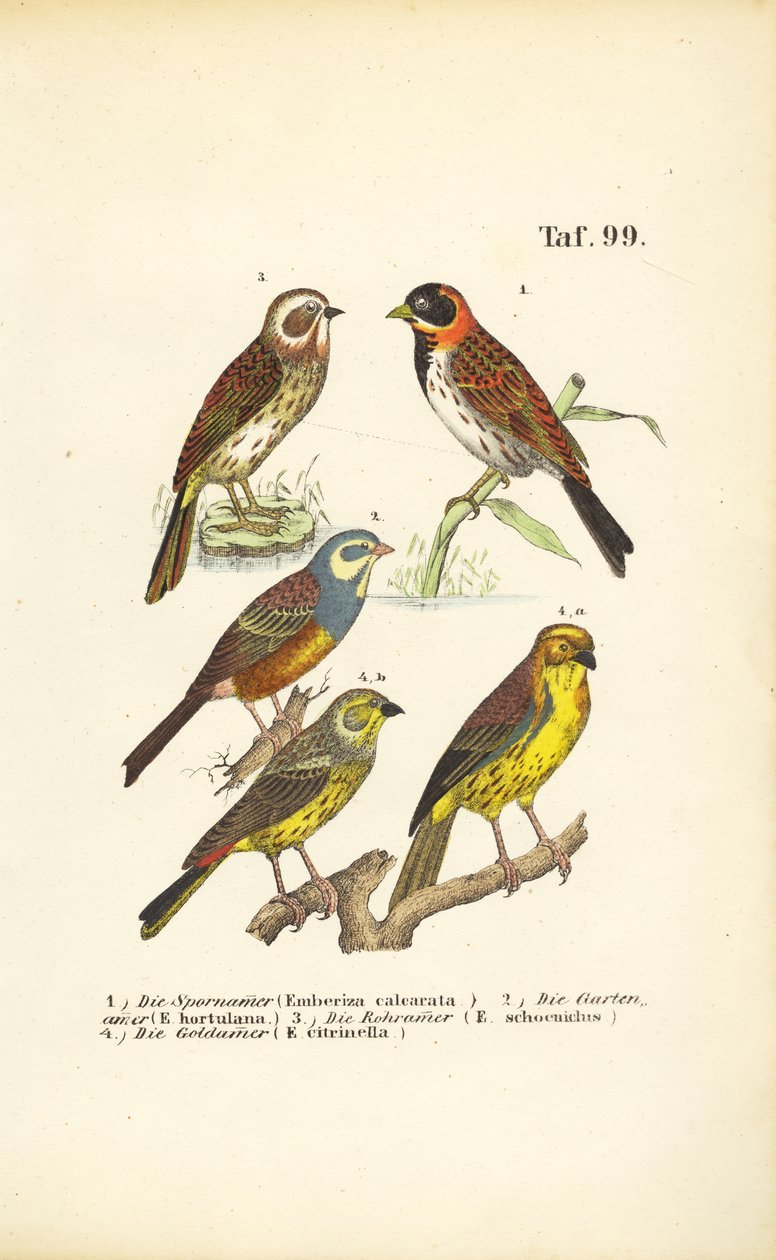 Various Bunting Species by J. W. Tenhaeff