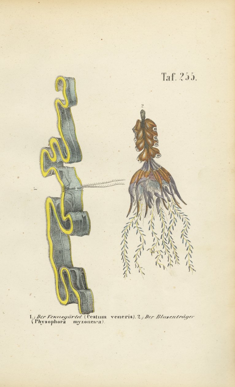 Venus Girdle and Bladderwort by J. W. Tenhaeff