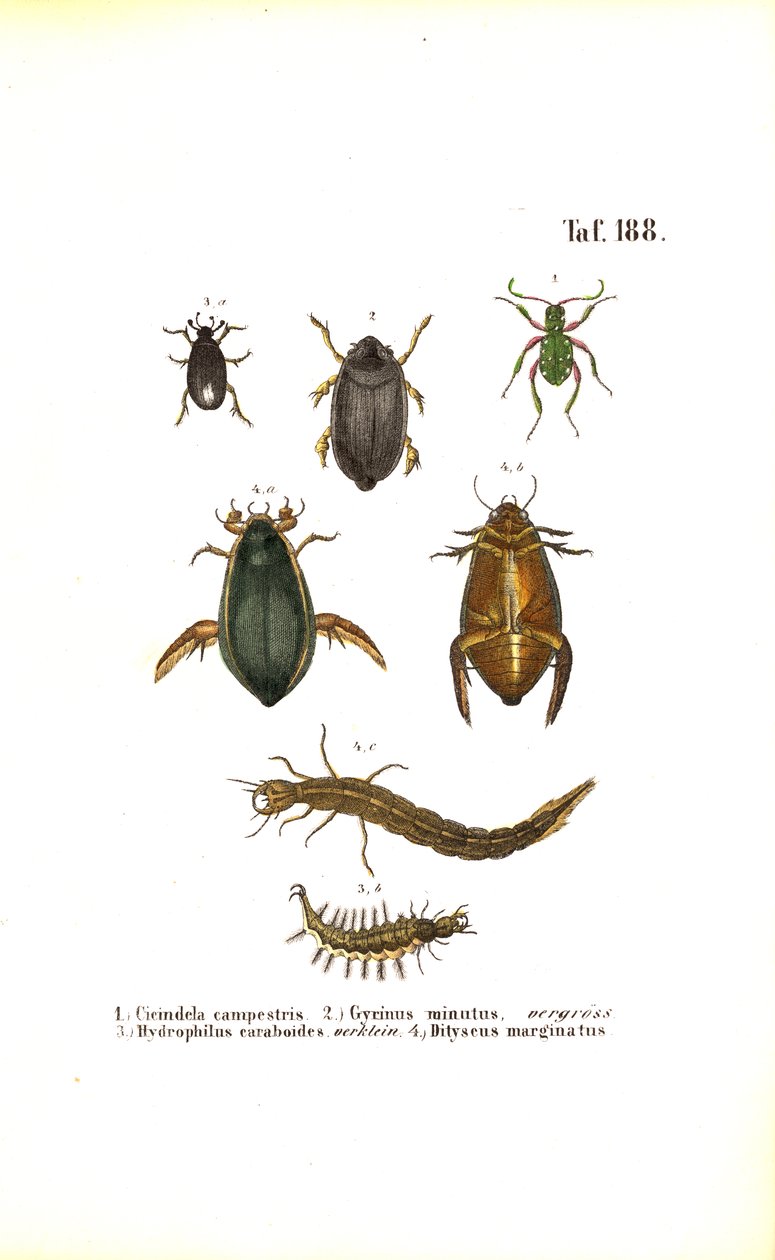 Water Beetles and Ground Beetles with Developmental Stages by J. W. Tenhaeff
