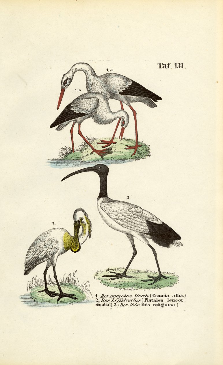 White Stork, Spoonbill and Sacred Ibis by J. W. Tenhaeff