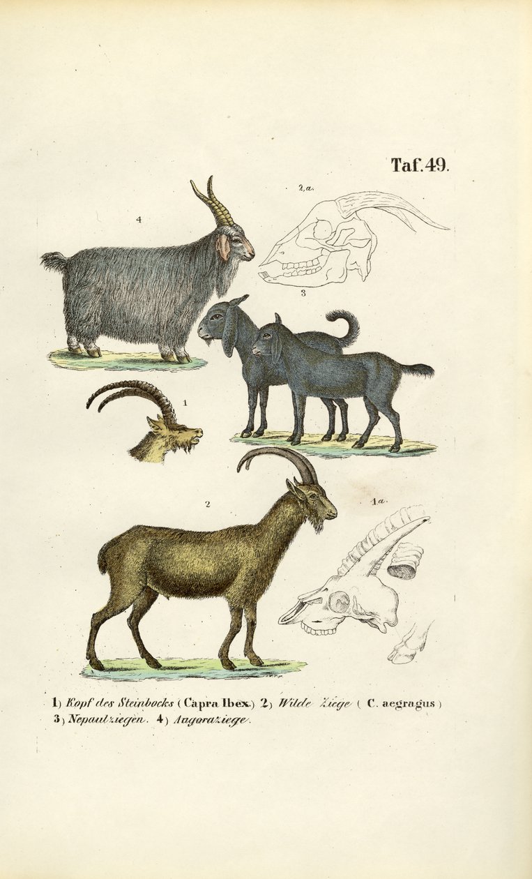 Wild Goats and Goat Species with Anatomical Details by J. W. Tenhaeff