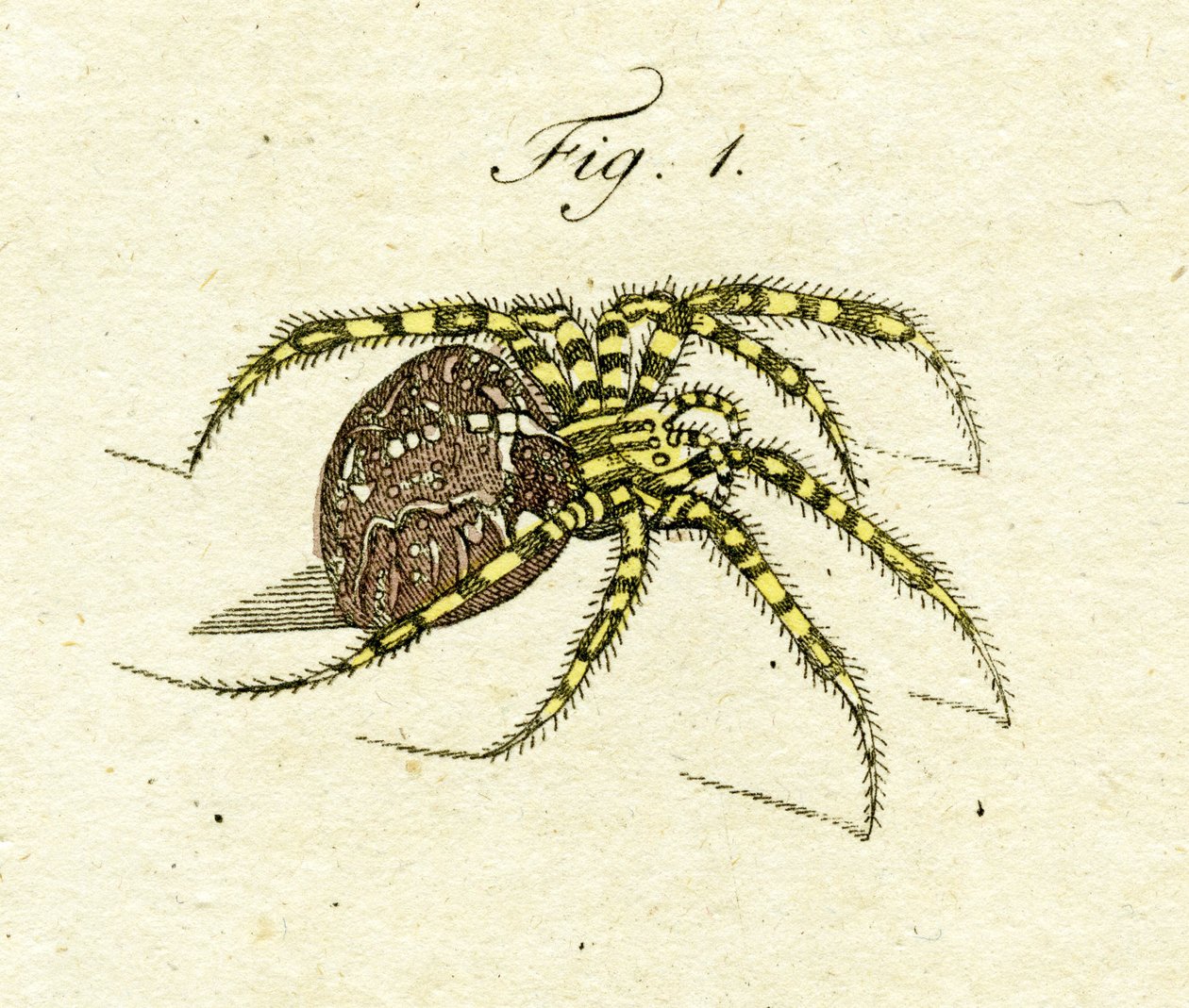 Illustration of a Spider by Jacob Xavier Schmuzer
