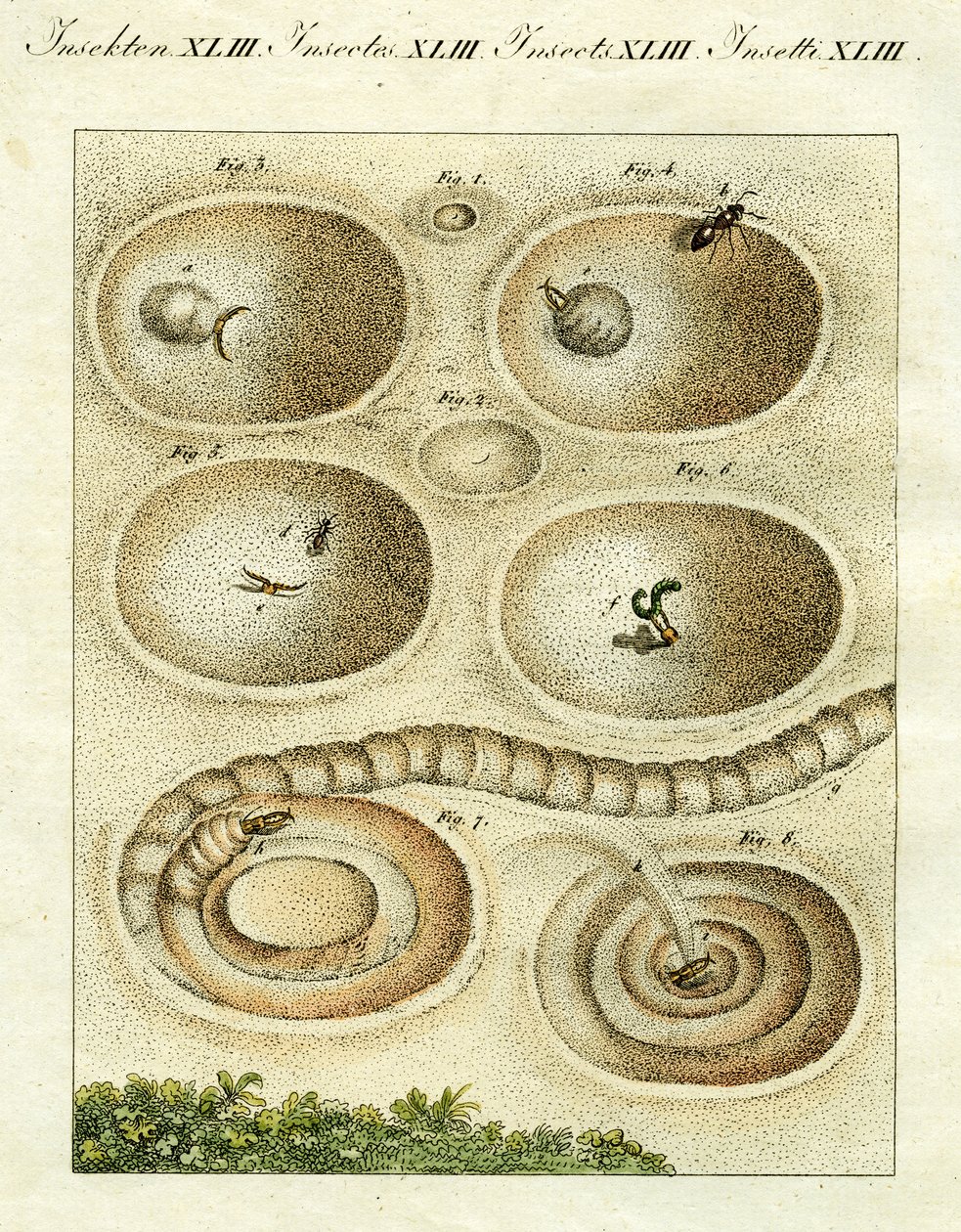 Illustration of an Ant Lion Catching Its Prey, 1790 by Jacob Xavier Schmuzer