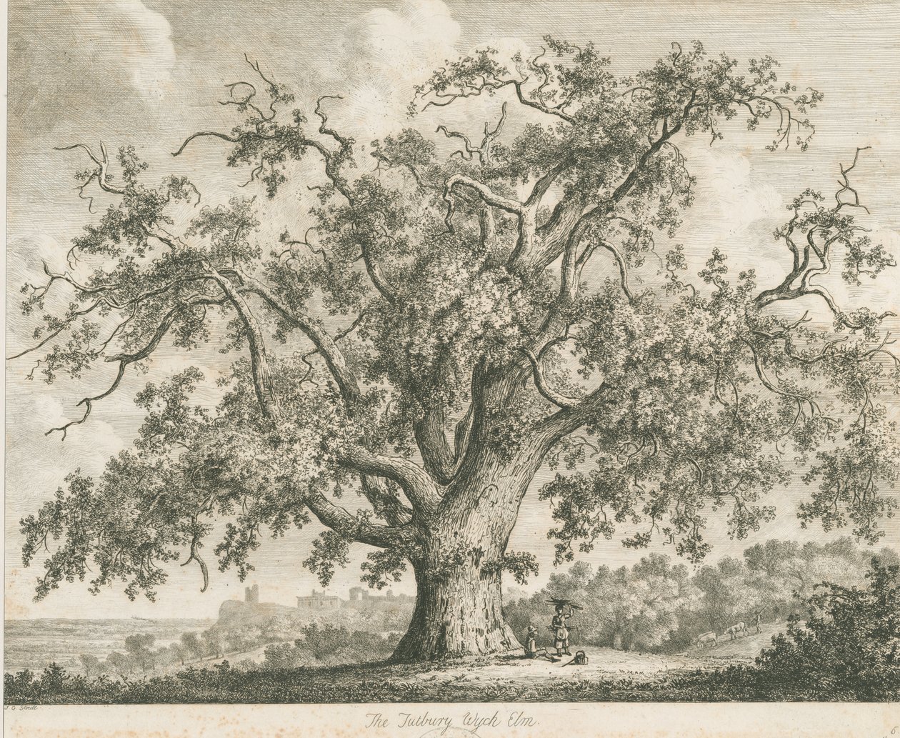 Tutbury - "Wych Elm": etching, nd [c.1820] by Jacob George Strutt