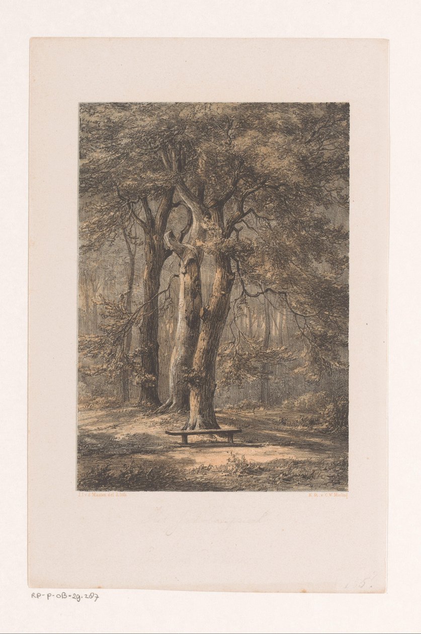 Jacoba Arbor by Jacob Jan van der Maaten