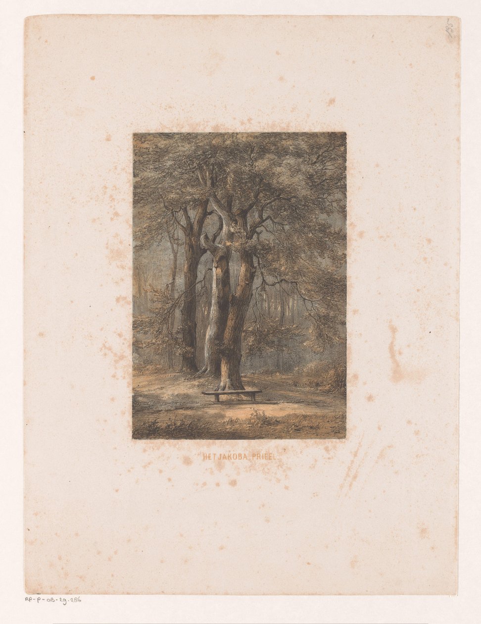 Jacoba Arbor by Jacob Jan van der Maaten