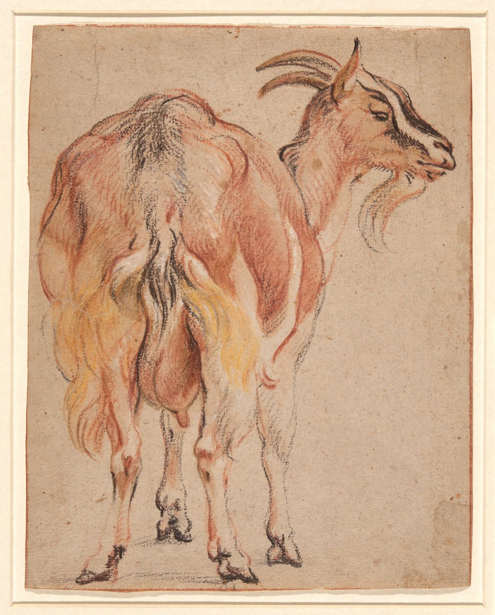 Goat by Jacob Jordaens
