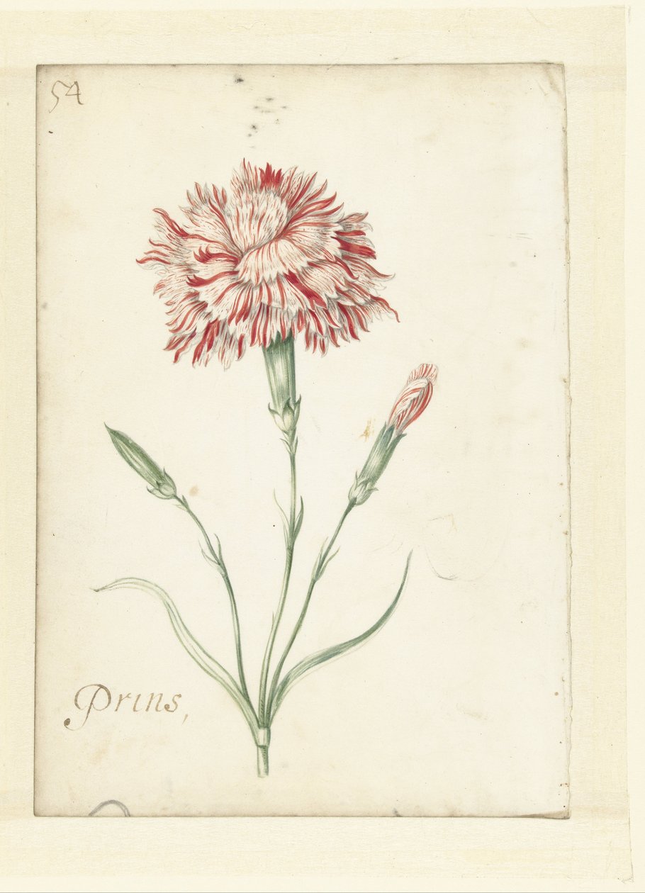 Carnation by Jacob Marrel (possibly)