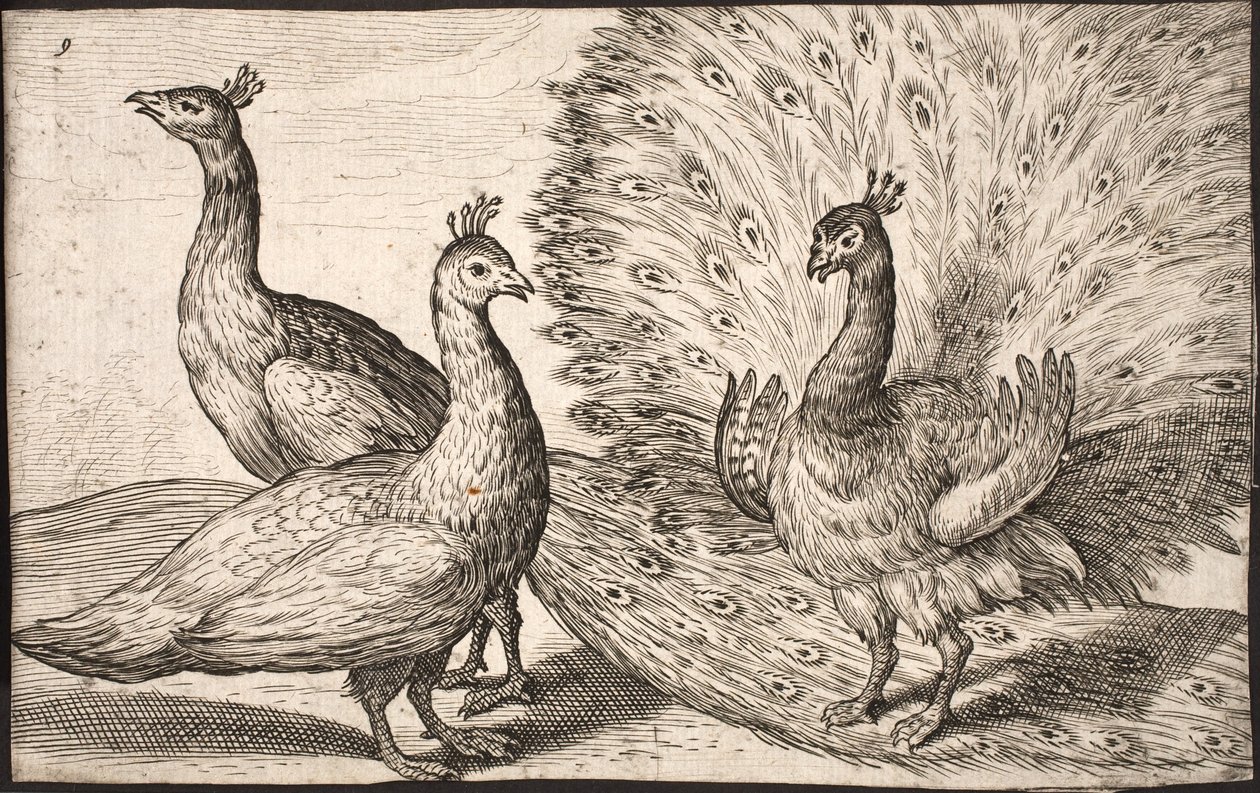 Three Peacocks by Jacob Matham