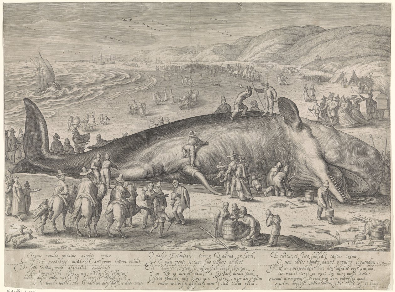 Whale Stranded at Berckhey, 1598 by Jacob Matham
