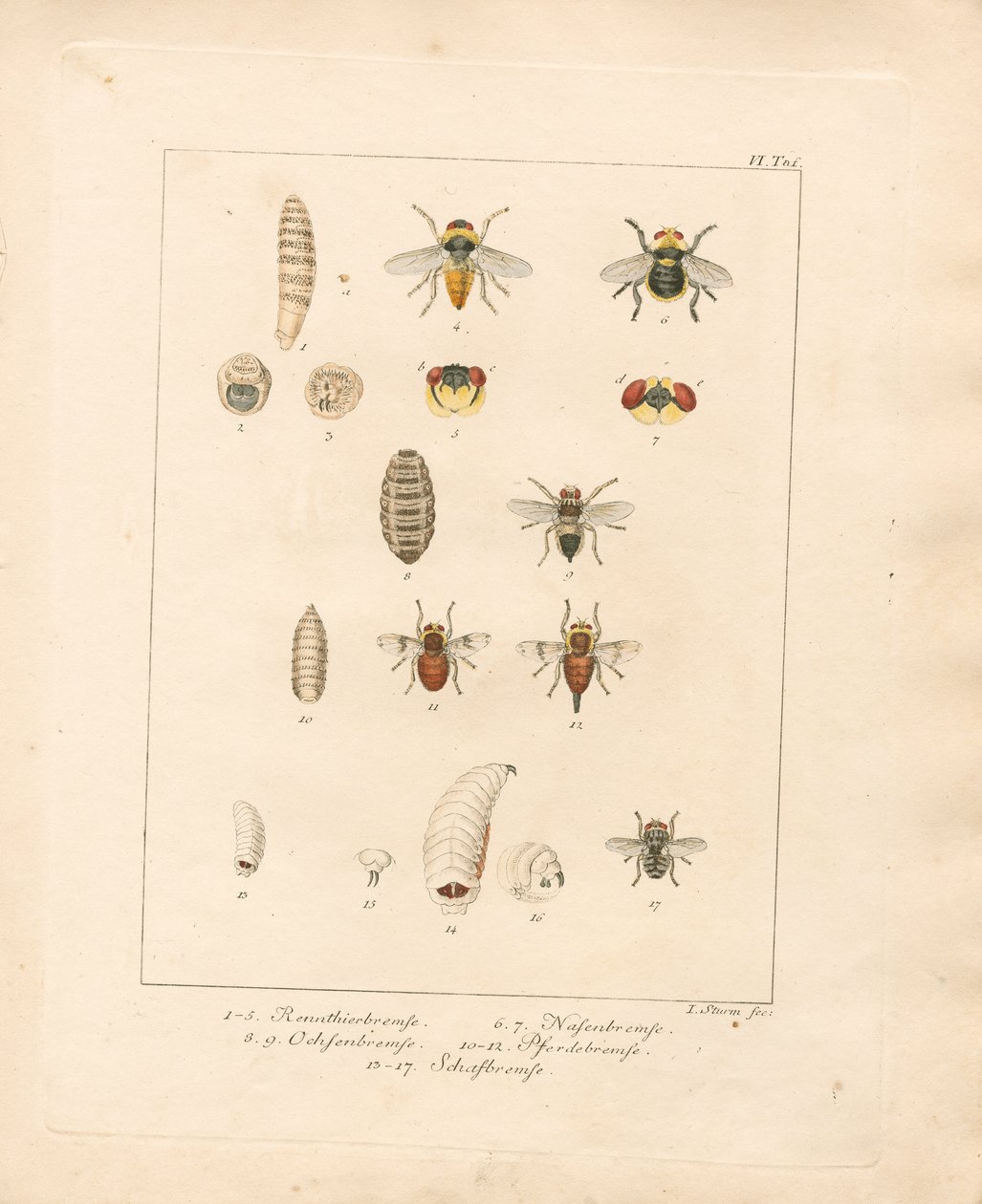 Various Fly Species and Their Developmental Stages