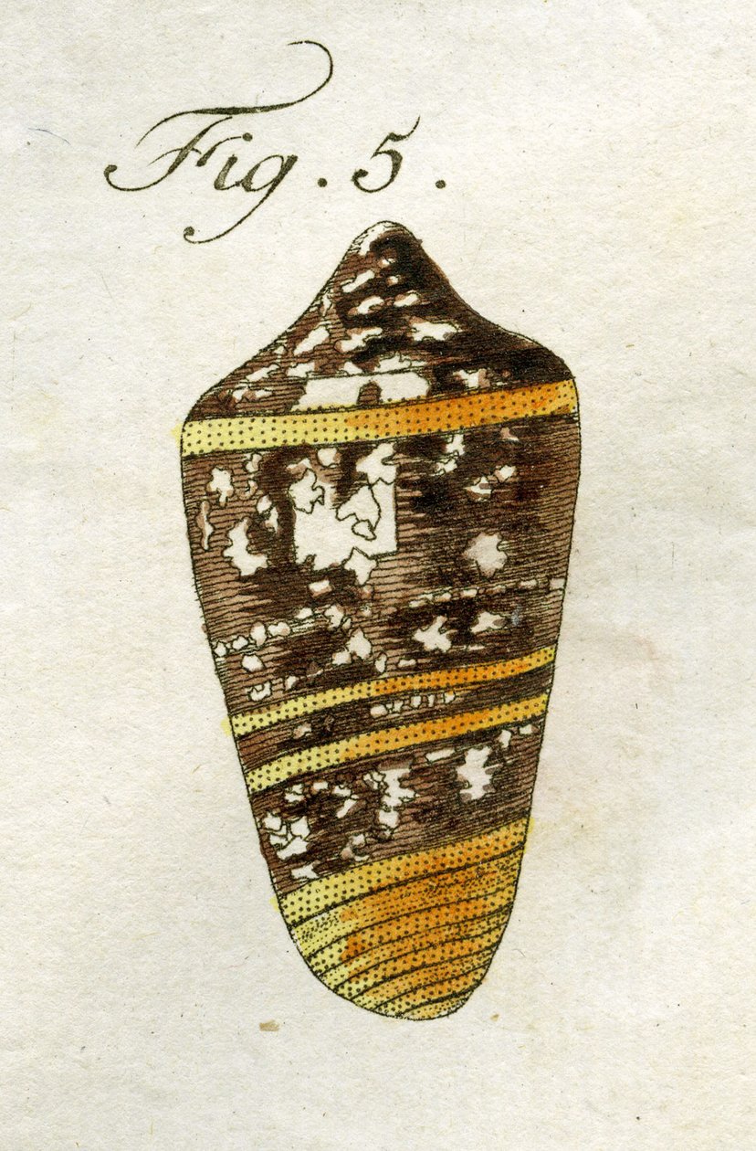 Illustration of Conus Ammiralis (subspecies Summus), 1790 by Jacob Xavier Schmuzer