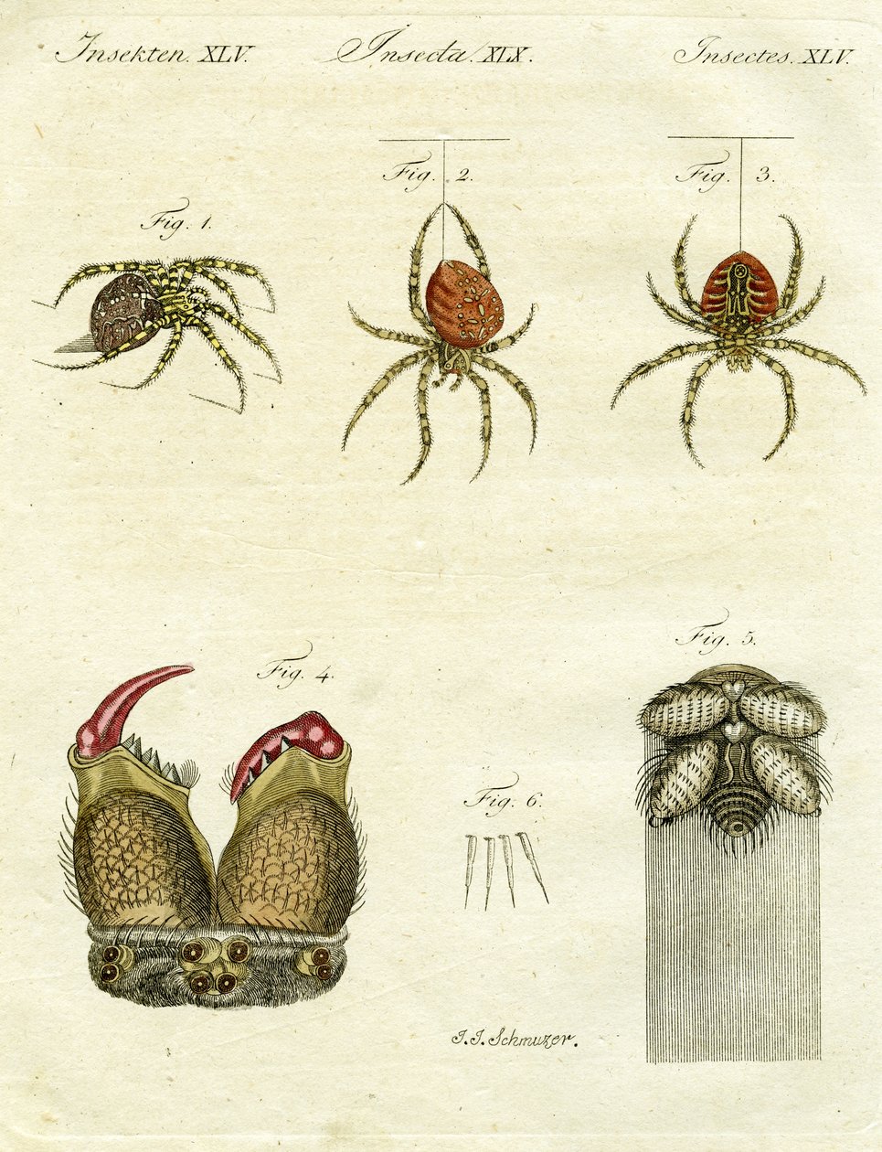 Illustration of spiders, 1790 by Jacob Xavier Schmuzer