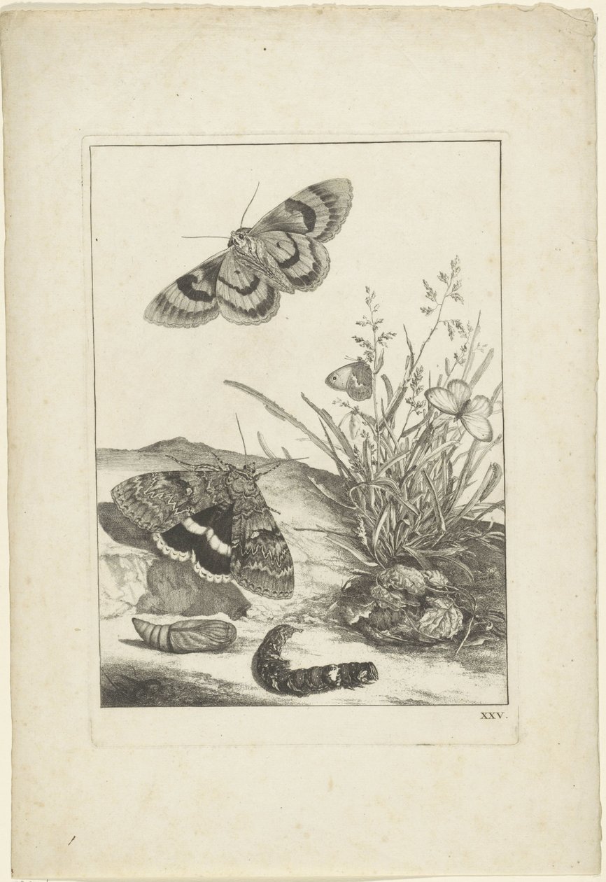 Butterflies, Caterpillar, and Cocoon by Jacob l